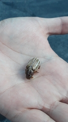 Polyphylla occidentalis