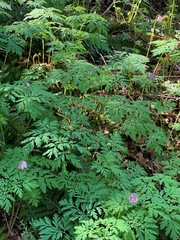 Dicentra formosa formosa
