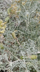 Astragalus miguelensis