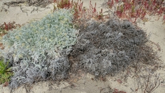 Astragalus miguelensis