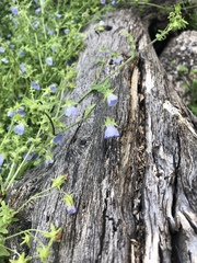 Pholistoma auritum arizonicum