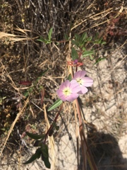 Clarkia davyi
