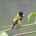 Black-headed Siskin - Photo (c) AnaLi Hr, some rights reserved (CC BY-NC), uploaded by AnaLi Hr