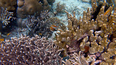 Coradion chrysozonus