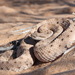 Sidewinder - Photo (c) diomedea_exulans_li, some rights reserved (CC BY-NC)
