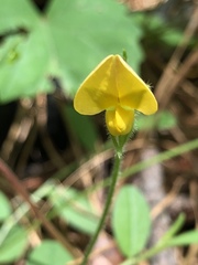 Crotalaria rotundifolia