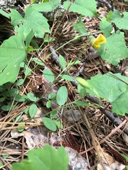 Crotalaria rotundifolia