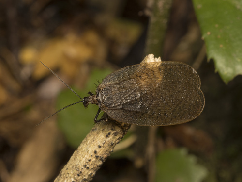 Notiothauma reedi