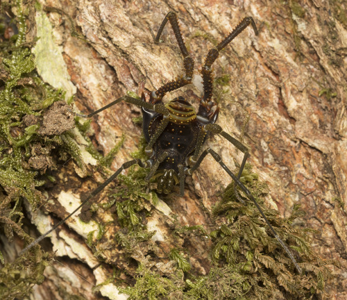 Sadocus funestus