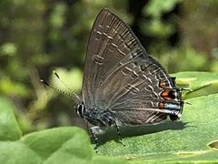 Satyrium kingi