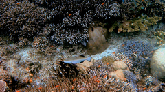 Plectropomus areolatus