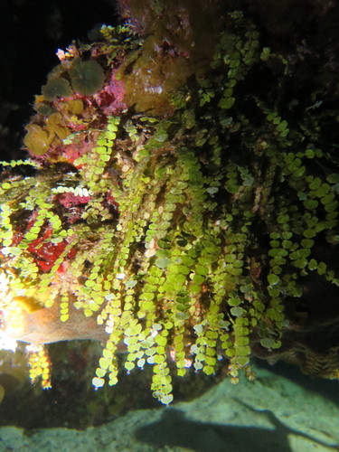 Halimeda copiosa