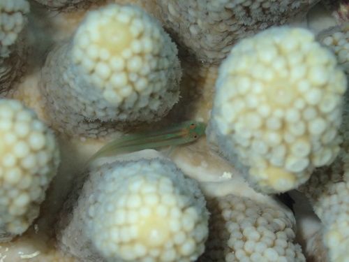 Gobiodon rivulatus observed 2024-05-29