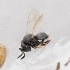 Platygastridae