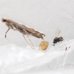 Platygastridae