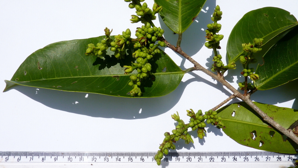 Amanoa congesta