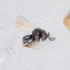 Platygastridae