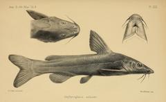 Rock Catfish photo 3