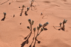 Sophora stenophylla