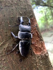 Serrognathus titanus platymelus