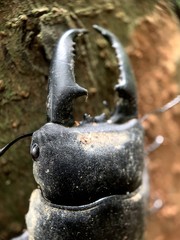 Serrognathus titanus platymelus