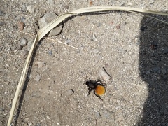 Dasymutilla magnifica