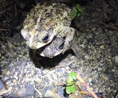 Rhinella humboldti
