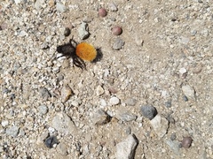 Dasymutilla magnifica