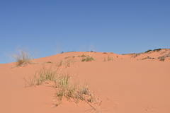 Sporobolus arenicola