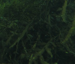 Carpophyllum maschalocarpum