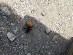 Dasymutilla magnifica