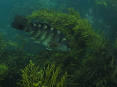 Carpophyllum maschalocarpum