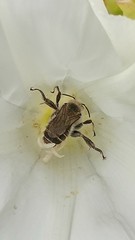 Diadasia bituberculata