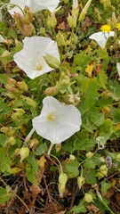 Diadasia bituberculata