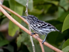 Cherrie's Antwren photo 1