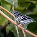 Cherrie's Antwren - Photo (c) Hector Bottai, some rights reserved (CC BY-SA)