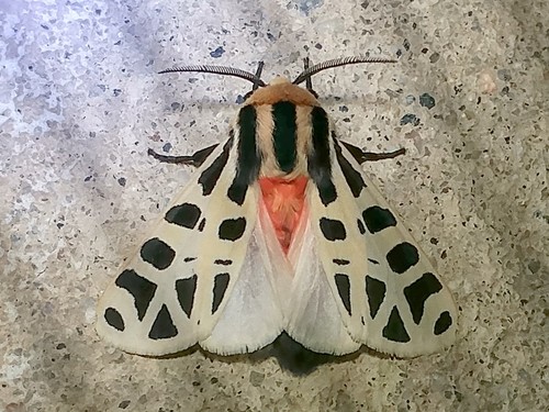 Mexican Tiger Moth photo 5
