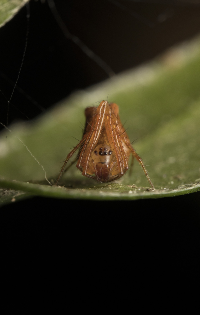 Ero spinipes