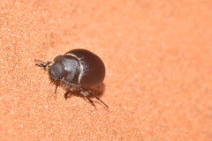 Eusattus muricatus