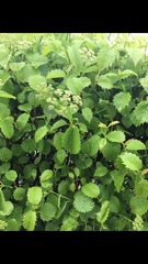 Viburnaceae