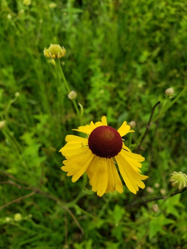 Image of Helenium campestre by (c) Leslie Cooper, some rights reserved (CC BY)