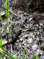 Thamnophis sirtalis