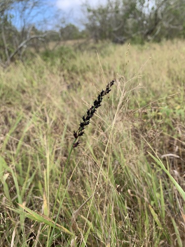 Cenchrus platyacanthus