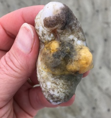 Pentamera pulcherrima