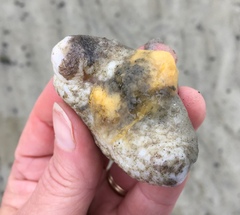 Pentamera pulcherrima