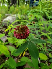 Trifolium reflexum