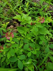 Trifolium reflexum