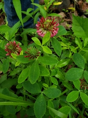 Trifolium reflexum
