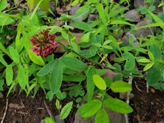Trifolium reflexum