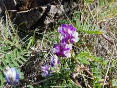 Astragalus lindheimeri